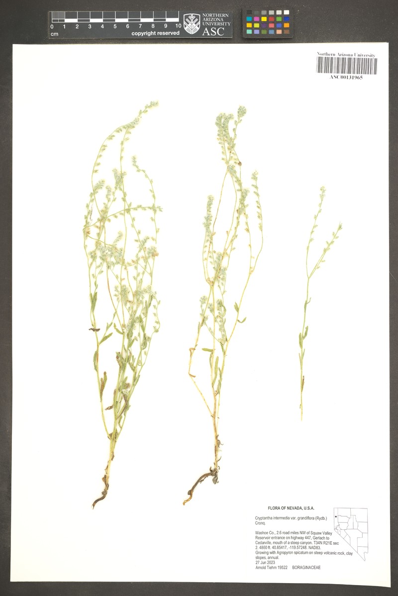 Cryptantha grandiflora photo 6