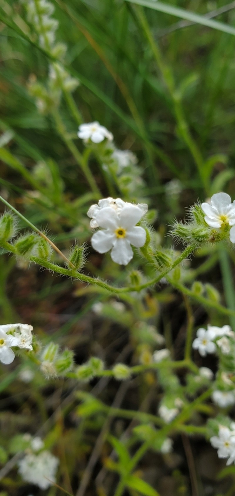 Cryptantha grandiflora