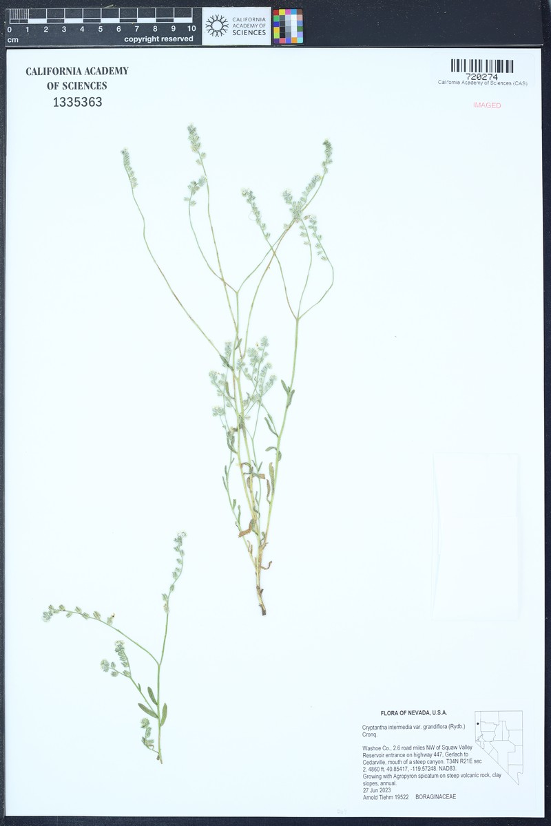 Cryptantha grandiflora photo 3