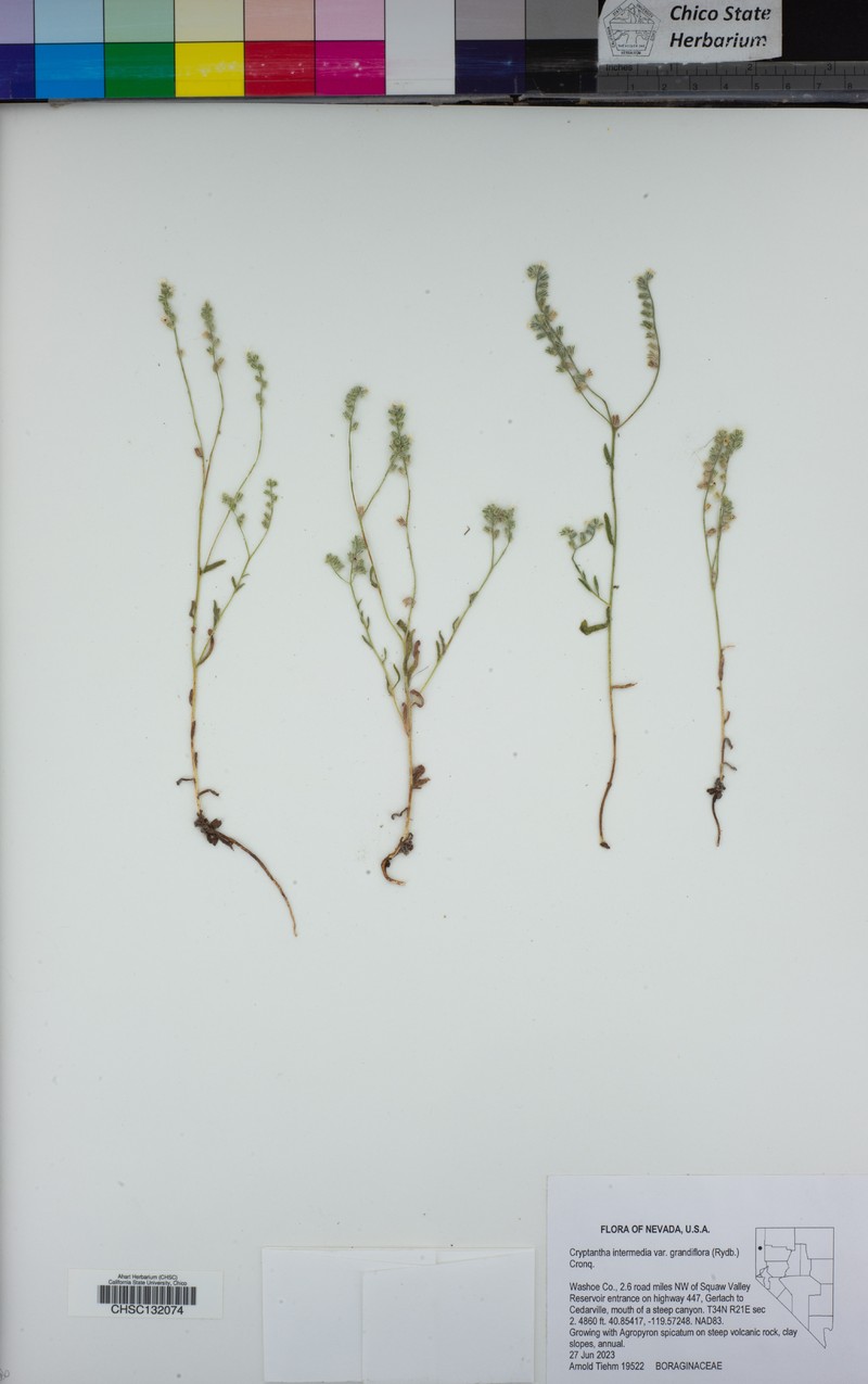 Cryptantha grandiflora photo 4