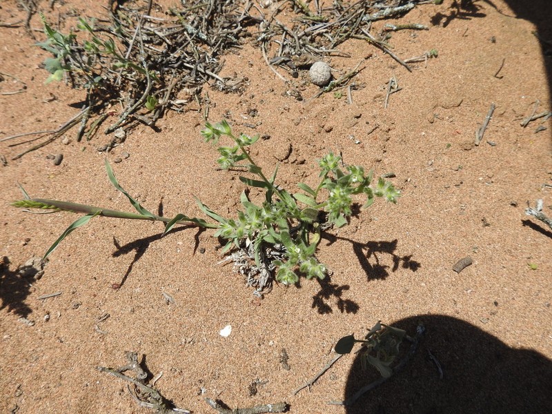 Cryptantha granulosa