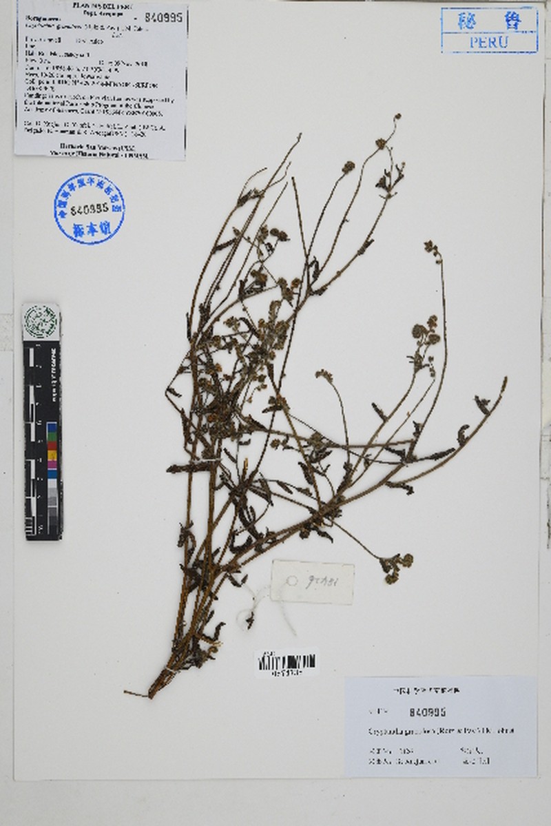 Cryptantha granulosa photo 2