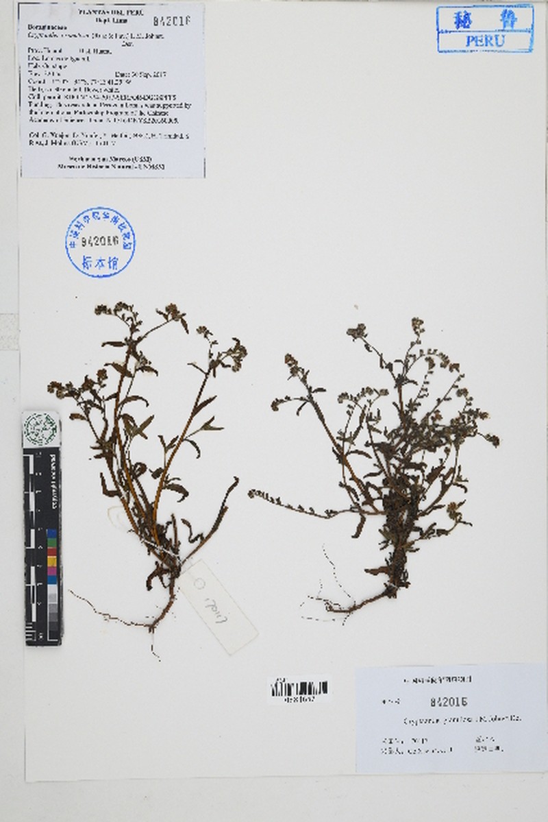 Cryptantha granulosa photo 3