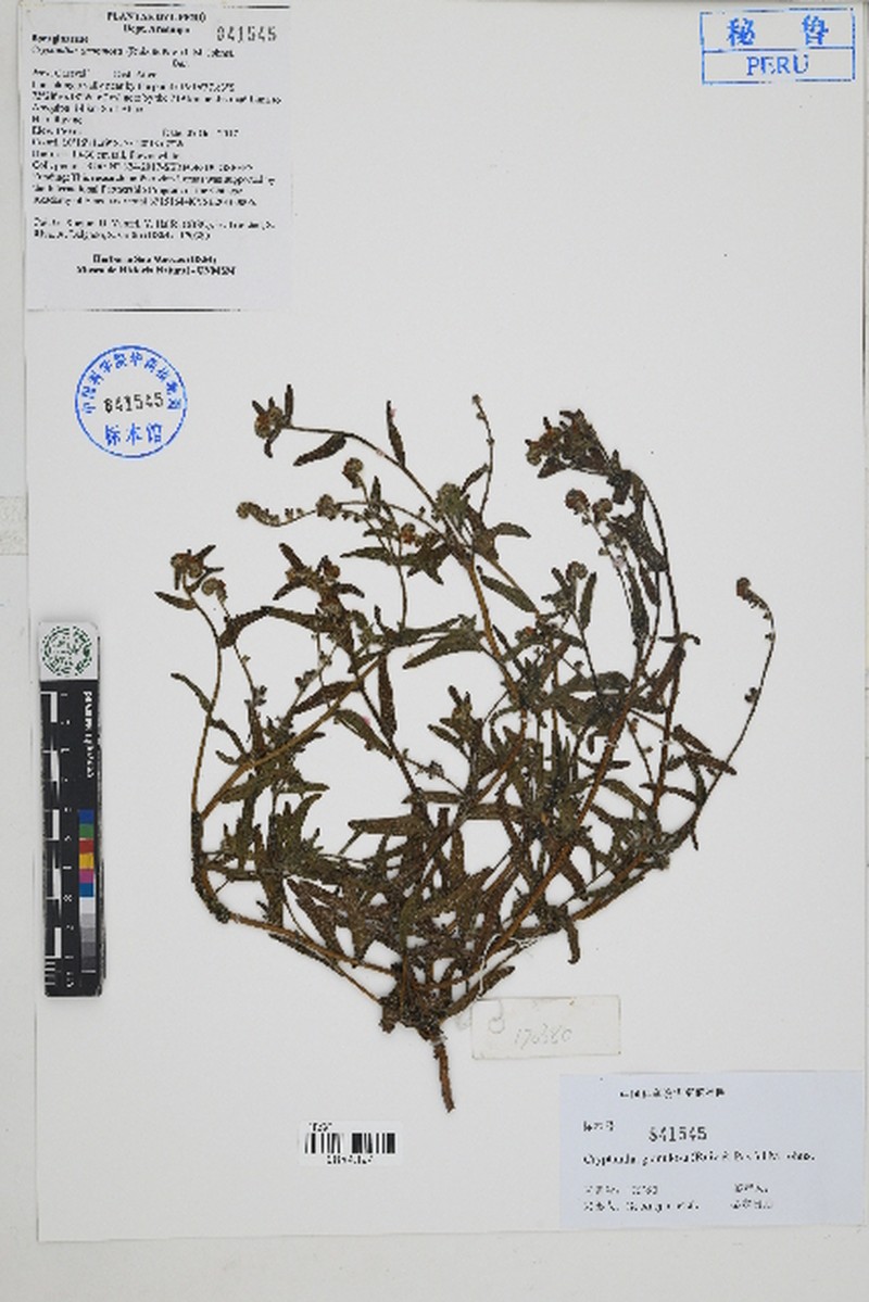 Cryptantha granulosa photo 4