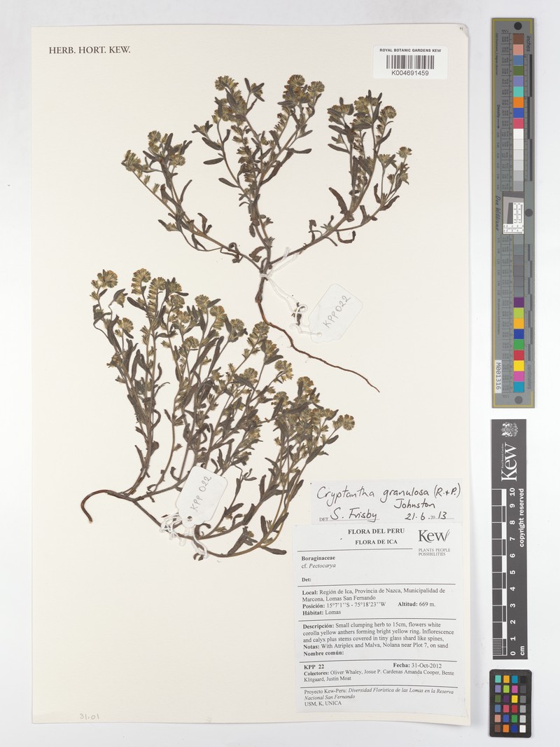 Cryptantha granulosa photo 5