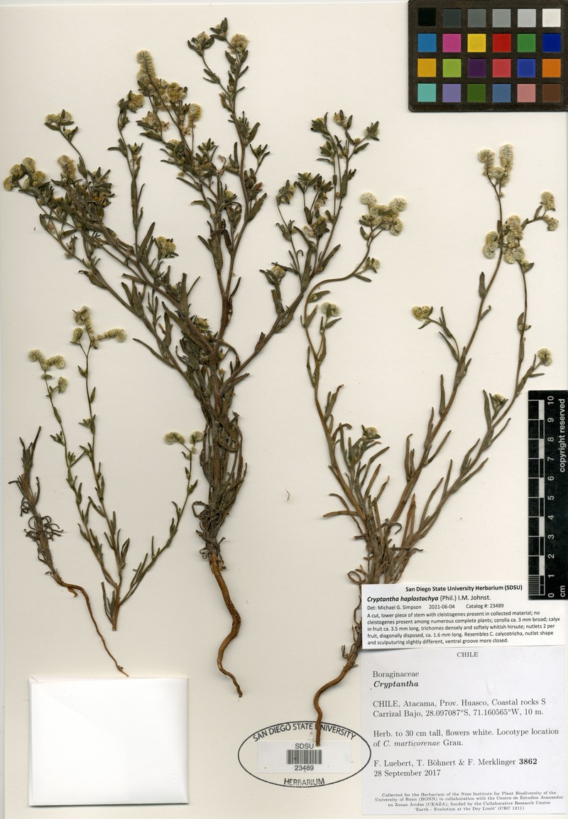Cryptantha haplostachya