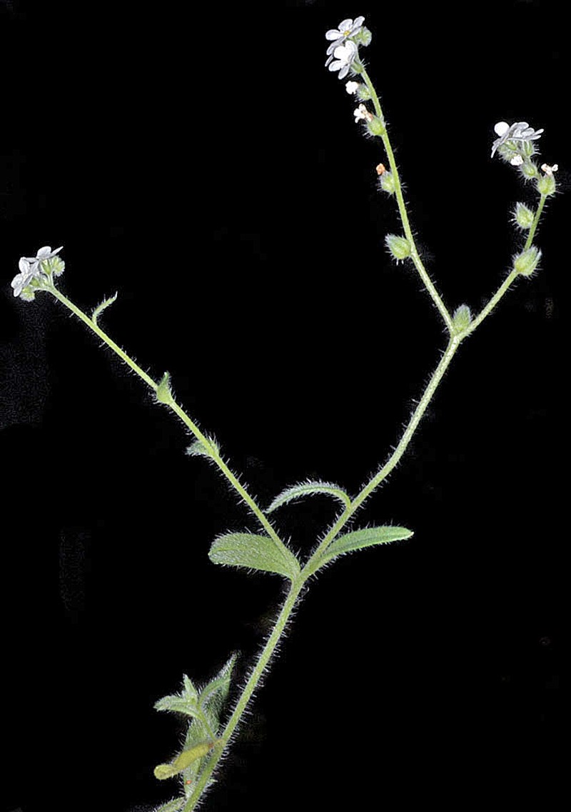 Cryptantha hendersonii