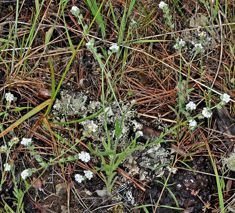 Cryptantha hendersonii photo 2