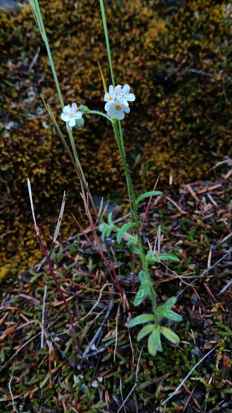 Cryptantha hendersonii photo 3