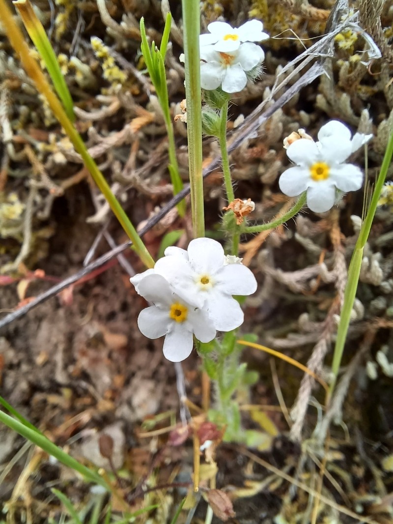 Cryptantha hendersonii photo 4