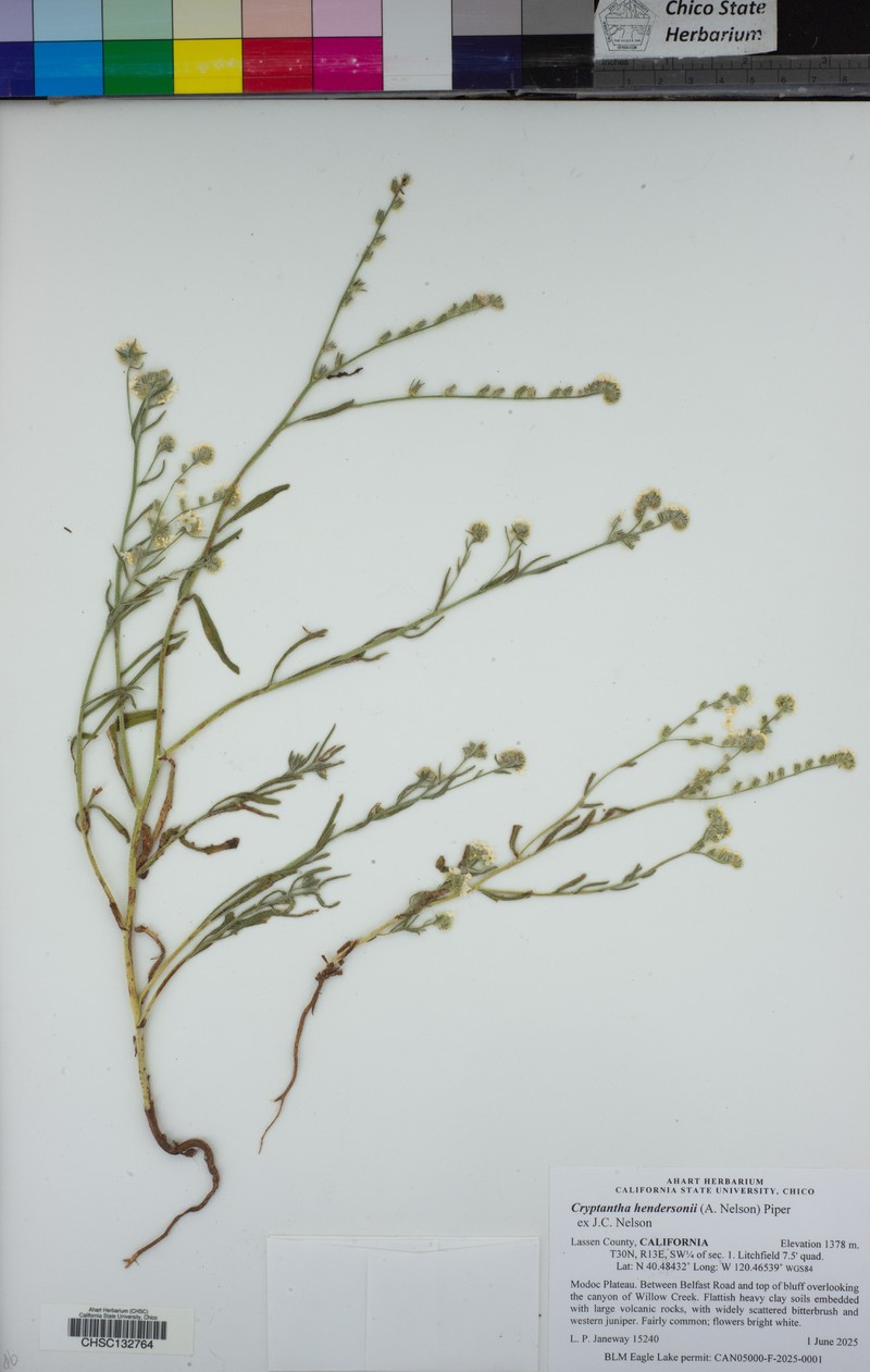 Cryptantha hendersonii photo 5