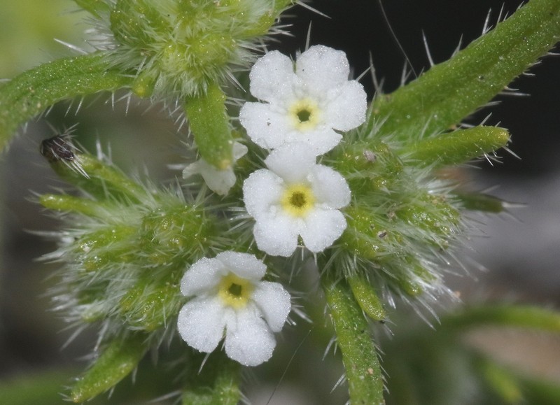 Cryptantha hispida