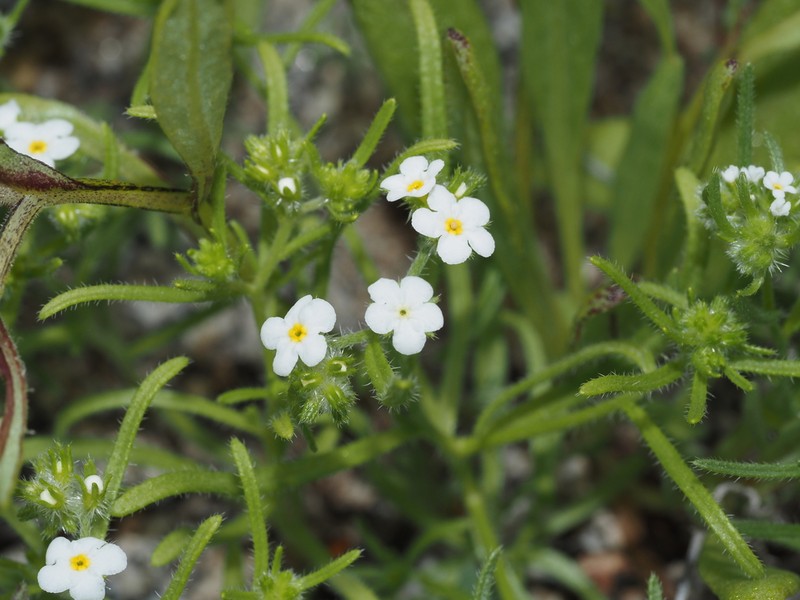 Cryptantha hispida photo 2