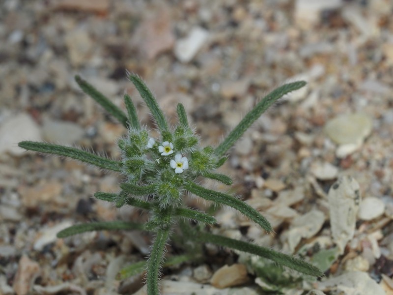 Cryptantha hispida photo 3