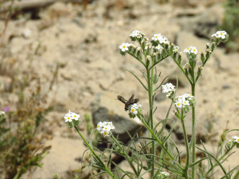 Cryptantha hispida photo 4