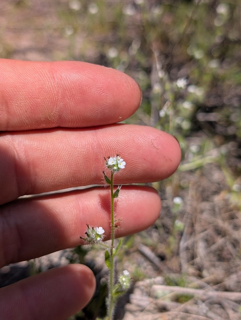 Cryptantha hispidissima