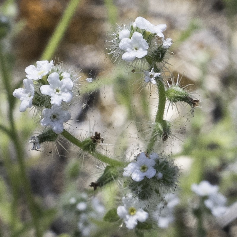 Cryptantha hispidissima photo 2