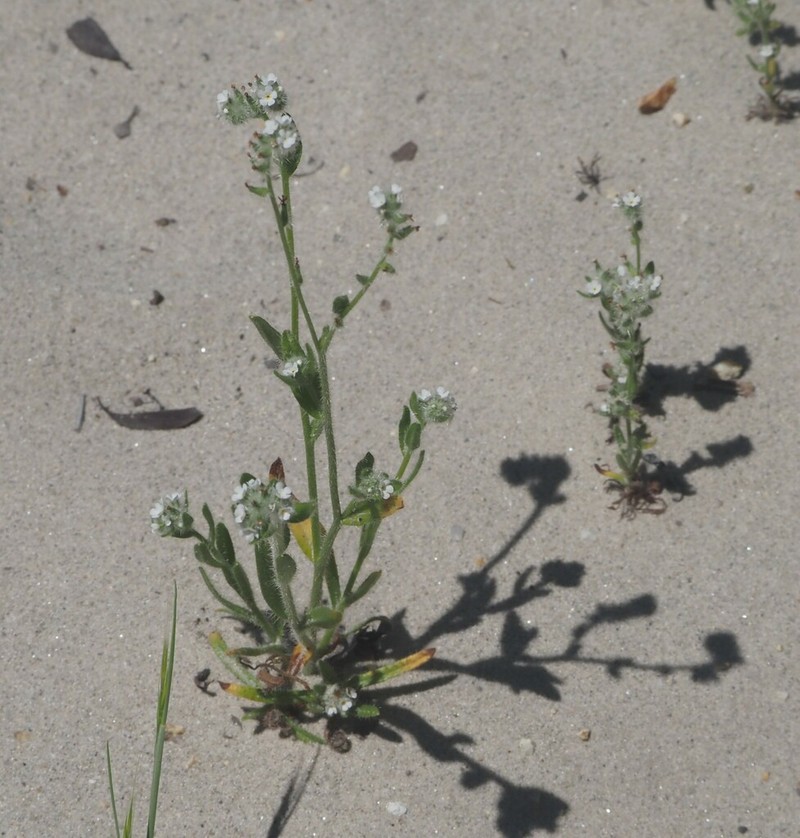 Cryptantha hispidissima photo 3