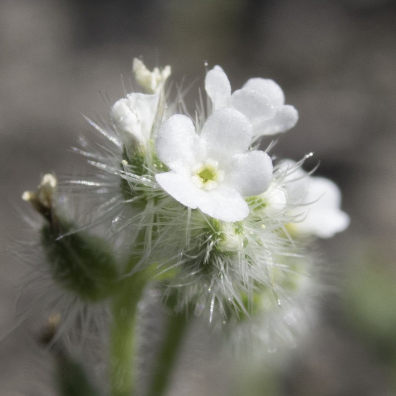 Cryptantha hispidissima photo 4