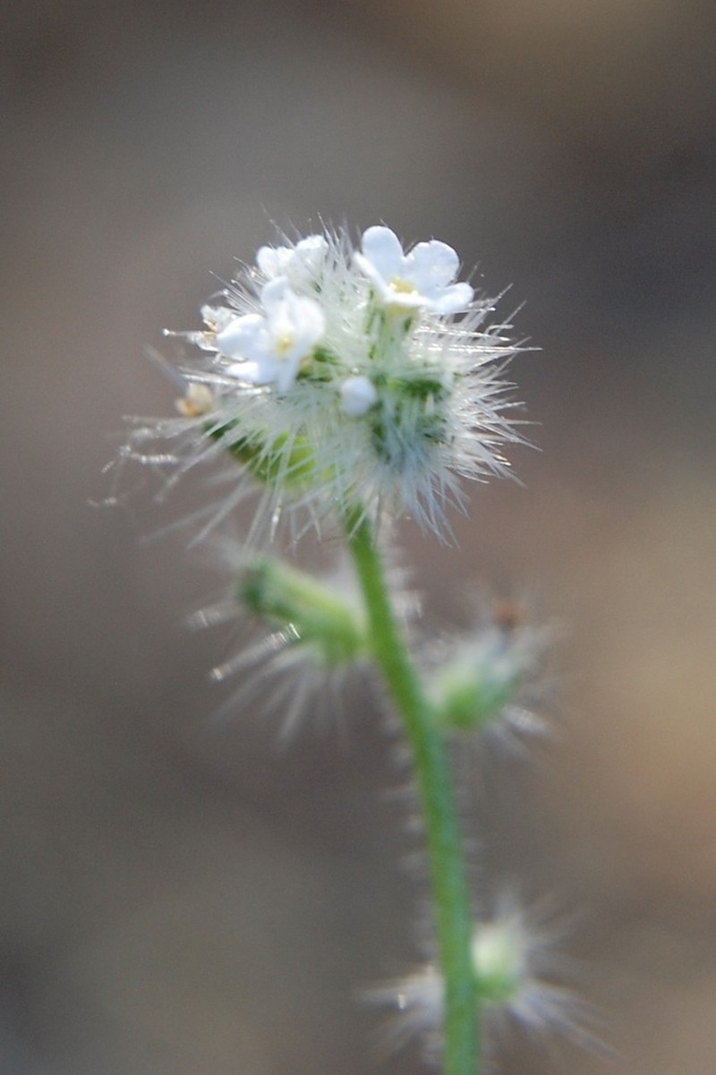 Cryptantha hispidissima photo 5