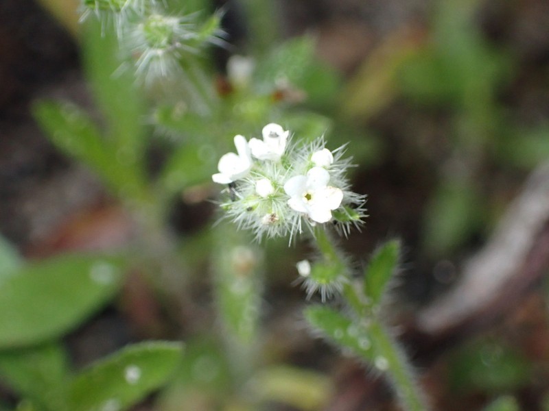 Cryptantha hispidissima photo 6