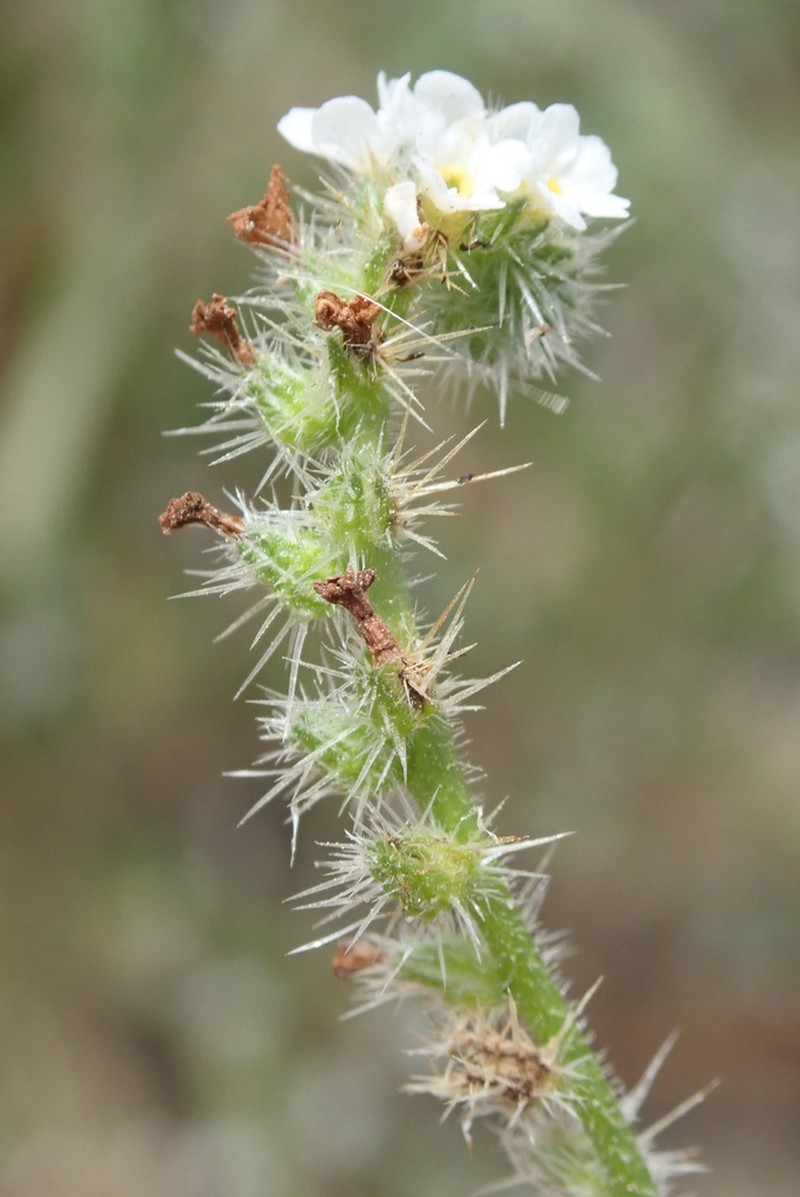 Cryptantha hispidissima photo 7