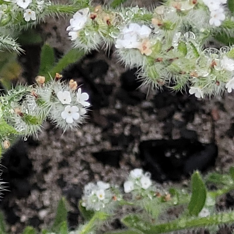 Cryptantha hispidissima photo 8