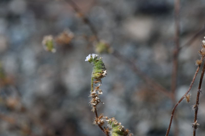 Napa Cryptantha