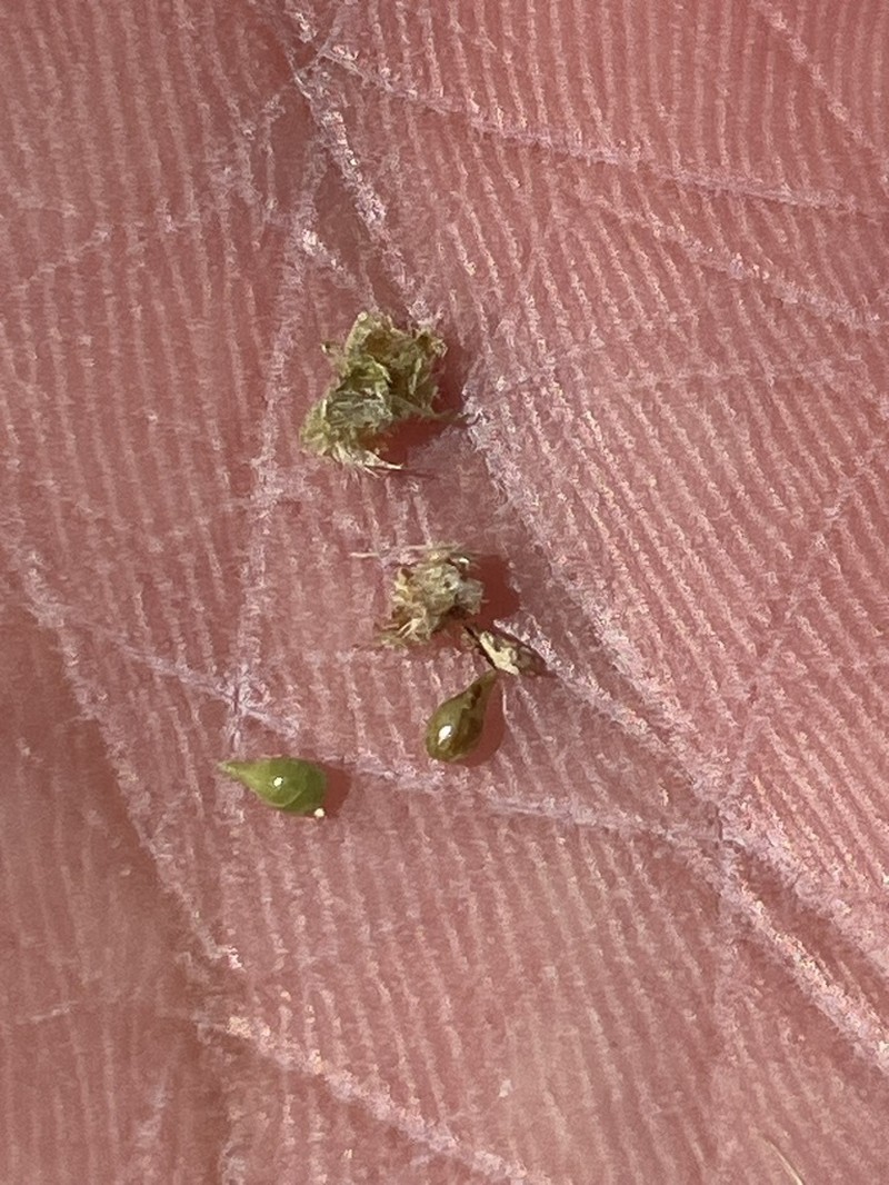 Napa Cryptantha photo 2