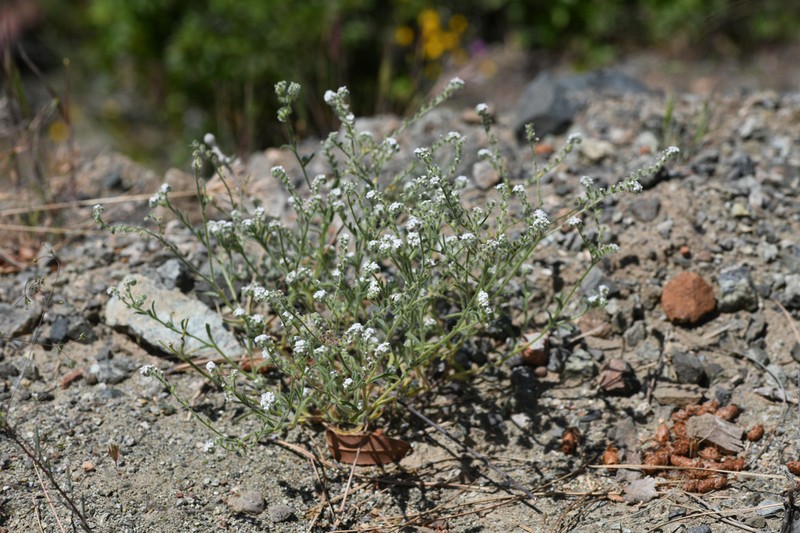 Napa Cryptantha photo 4