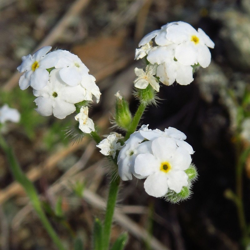 Napa Cryptantha photo 5