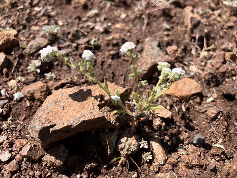 Napa Cryptantha photo 7