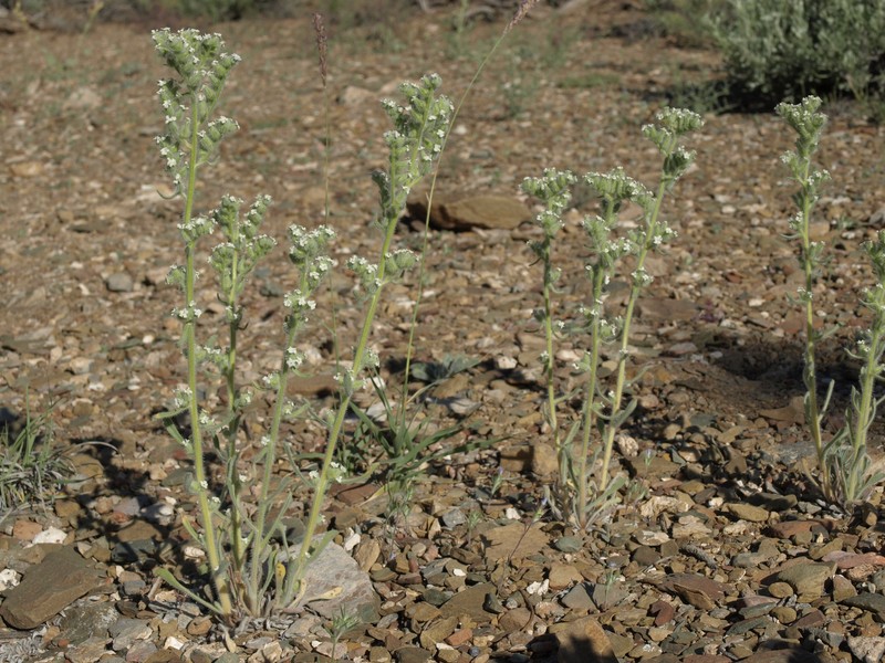 Hoffmann's Cryptantha