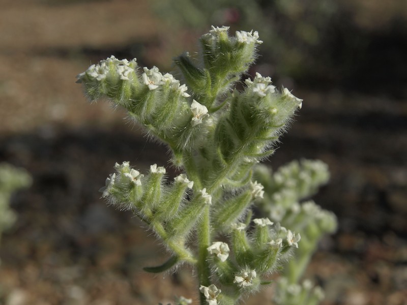 Hoffmann's Cryptantha photo 2