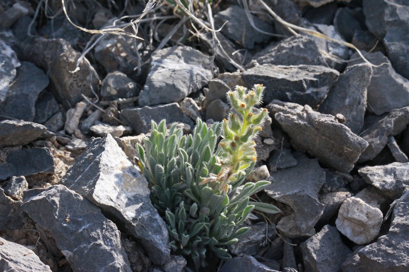 Roundspike Cryptantha photo 2