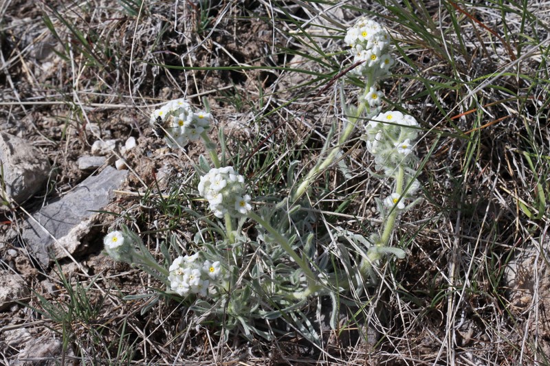 Roundspike Cryptantha photo 3