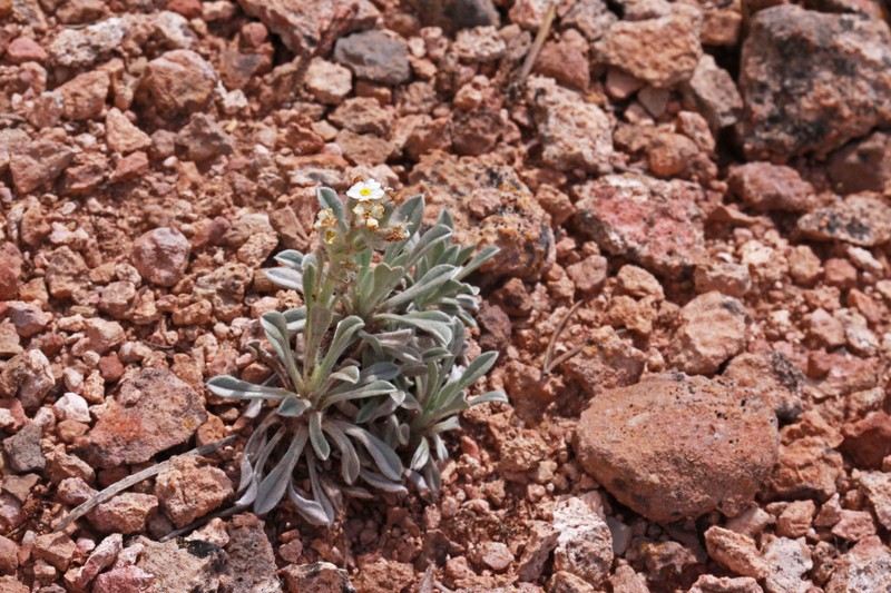 Roundspike Cryptantha photo 4