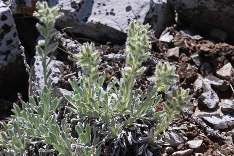 Roundspike Cryptantha photo 5