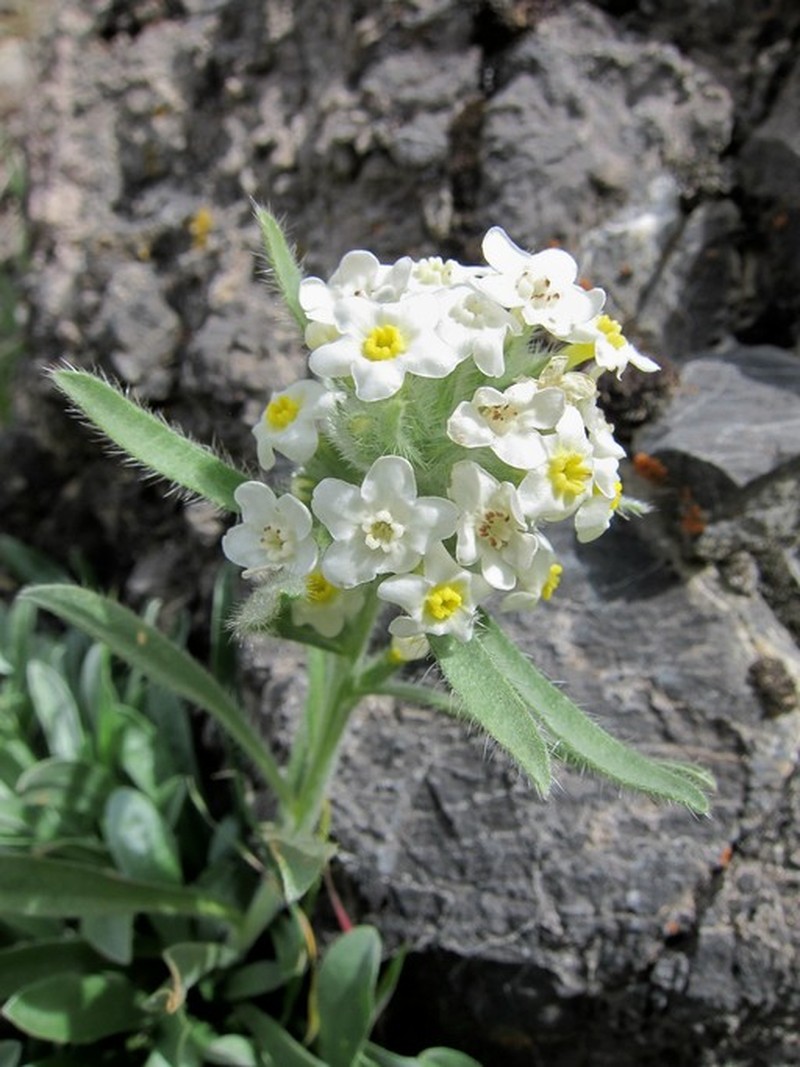Roundspike Cryptantha