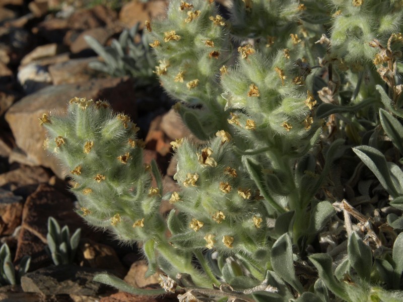 Roundspike Cryptantha photo 6