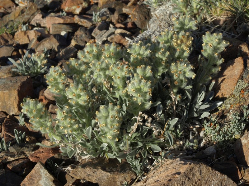 Roundspike Cryptantha photo 7