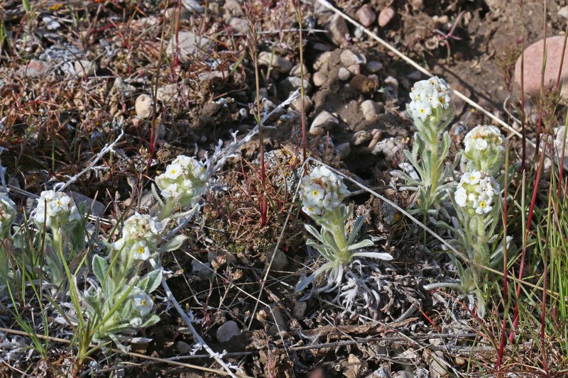 Roundspike Cryptantha photo 8