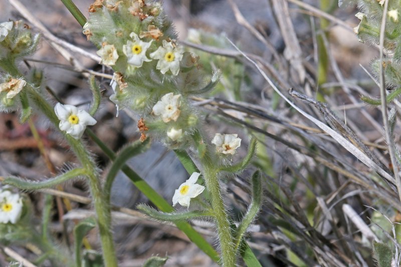 Roundspike Cryptantha photo 9