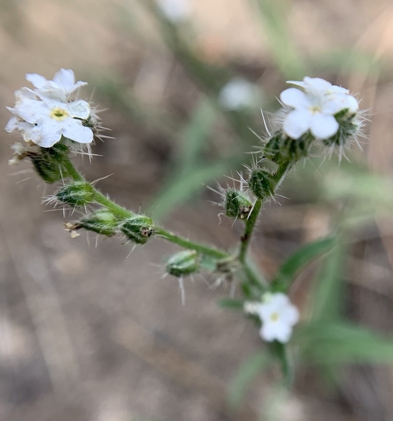 Tulare Cryptantha