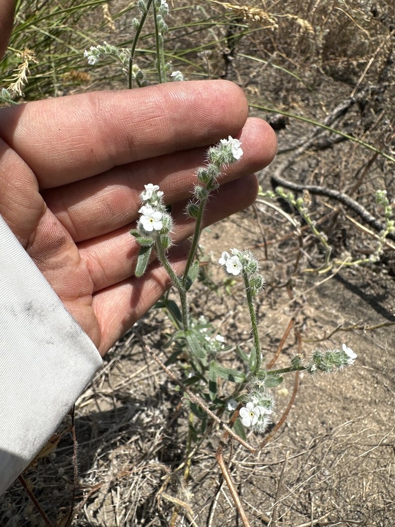 Tulare Cryptantha photo 2