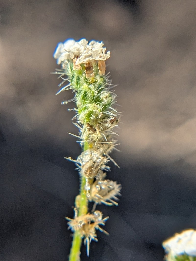 Tulare Cryptantha photo 3