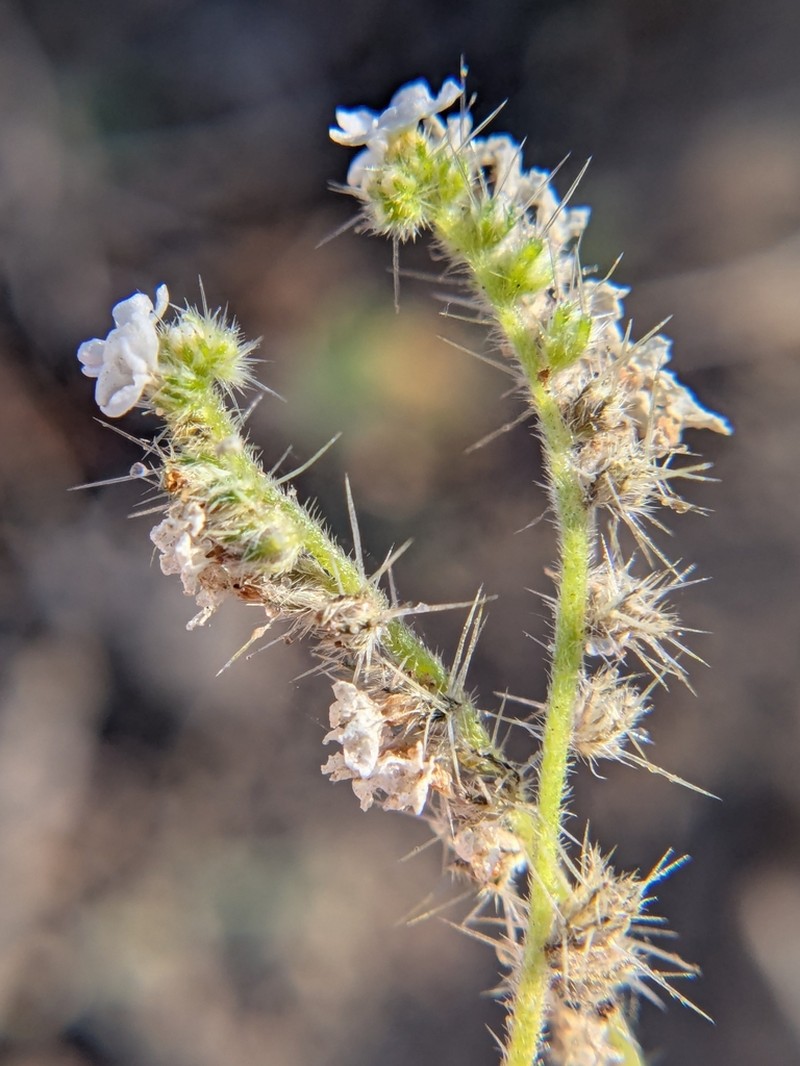 Tulare Cryptantha photo 4