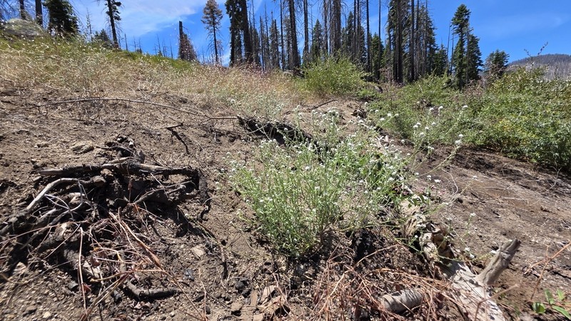 Tulare Cryptantha photo 6