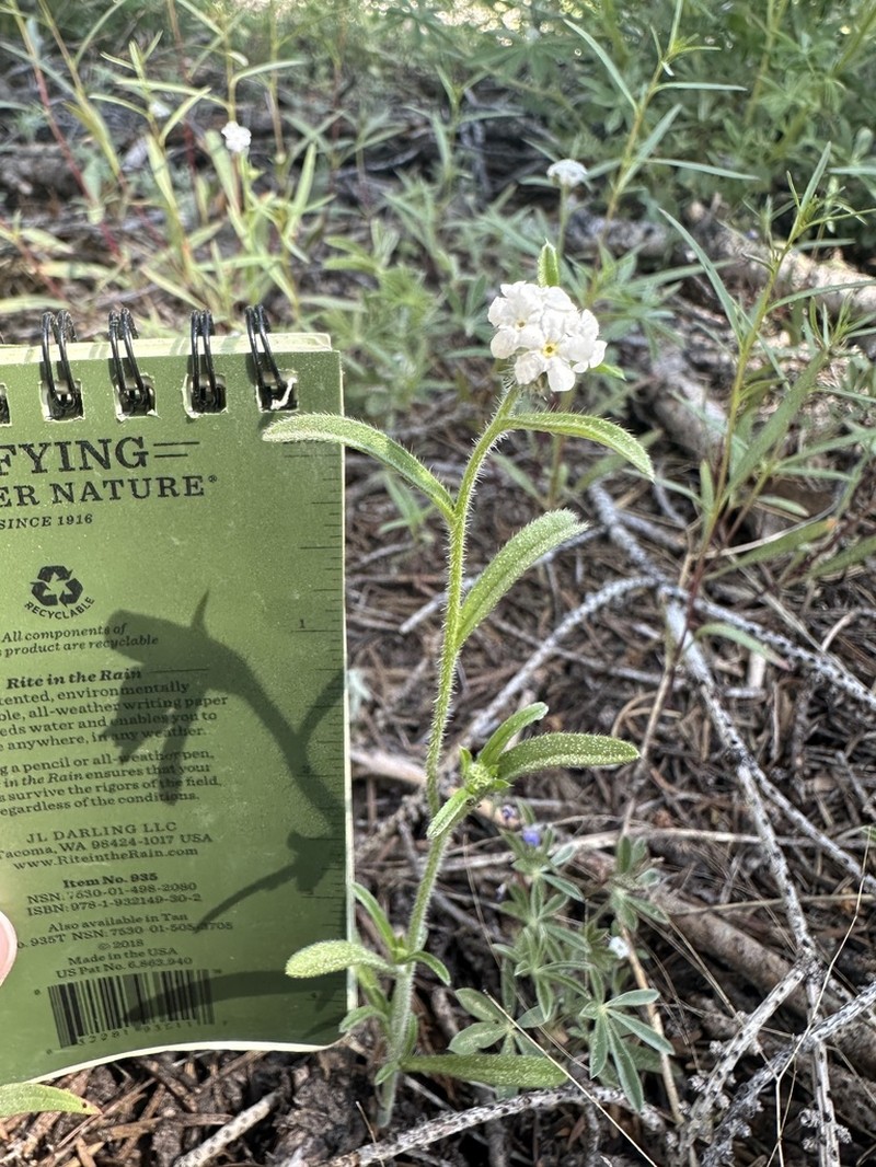 Tulare Cryptantha photo 8