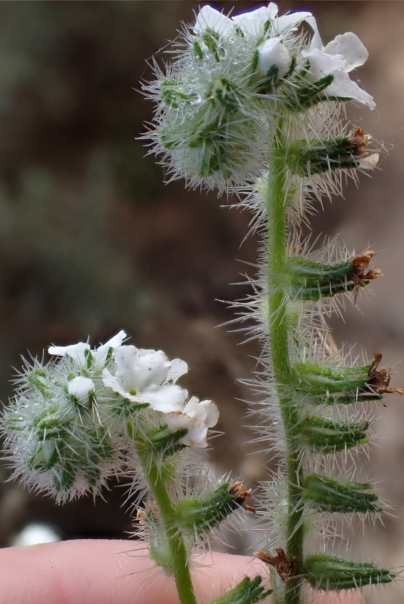 Clearwater Cryptantha